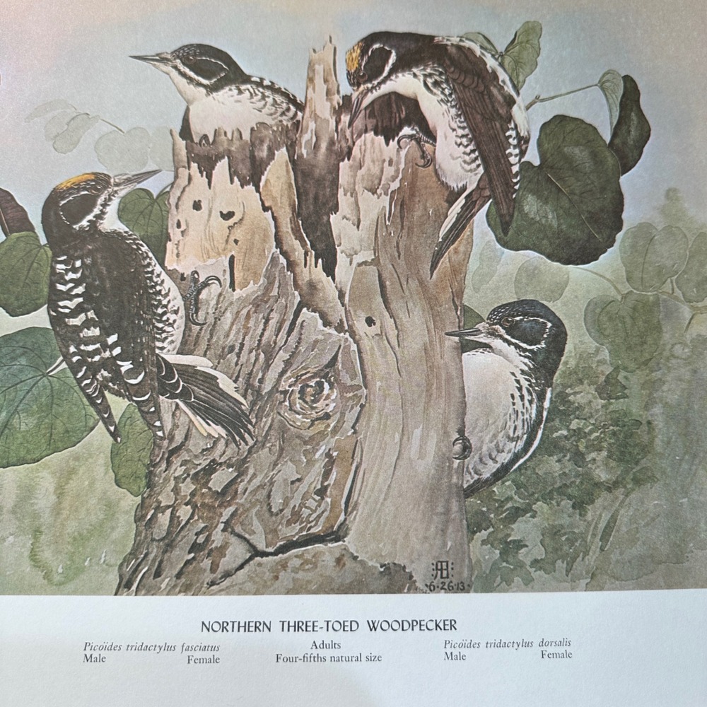 Rex Brasher Three Toed Woodpecker Bird Vtg Original Book Plate Wall Art Decor